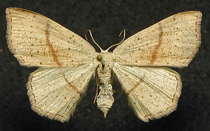 ekgrdelmtare.jpg (101089 bytes)