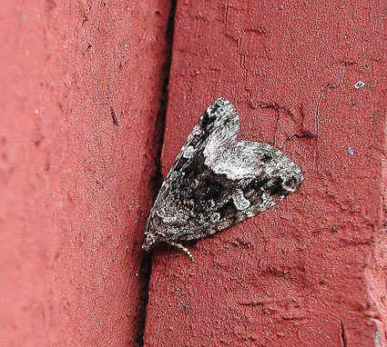 glansfly.jpg (94140 bytes)