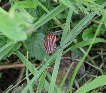 graphosoma.jpg (40764 bytes)