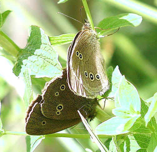 luktgrasfjaril_i_copula.jpg (93178 bytes)